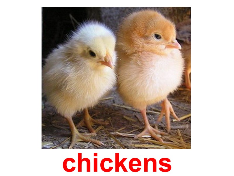 chickens